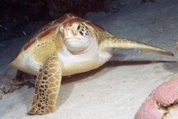 You talkin’ to me? Photo taken on night dive in Cozumel w... by Stuart Spechler 